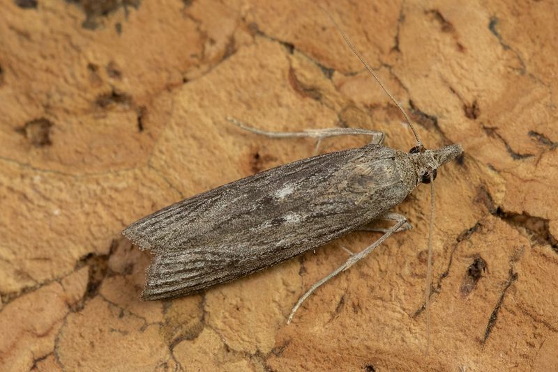 Micro Moth - Episcnia asteris 18-07-24.jpg