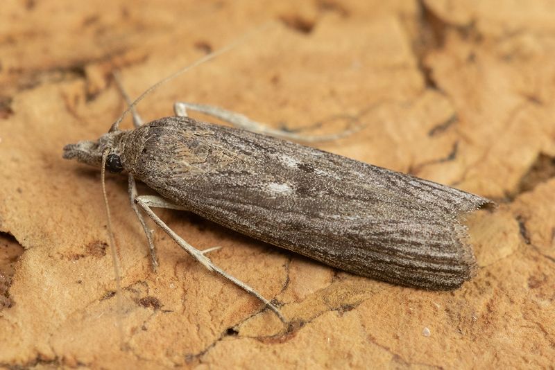 Micro Moth - Episcnia asteris 18-07-24 side.jpg