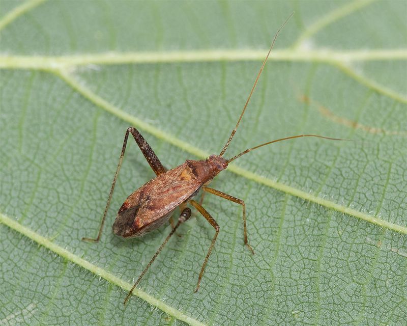 Phytocoris varipes 23-07-24.jpg