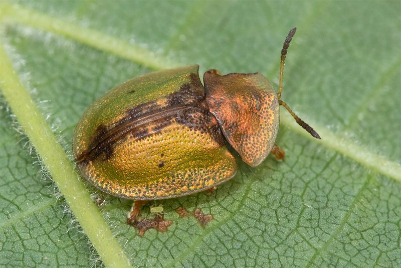 Tortoise Beetle - Cassida vibex 23-07-24.jpg