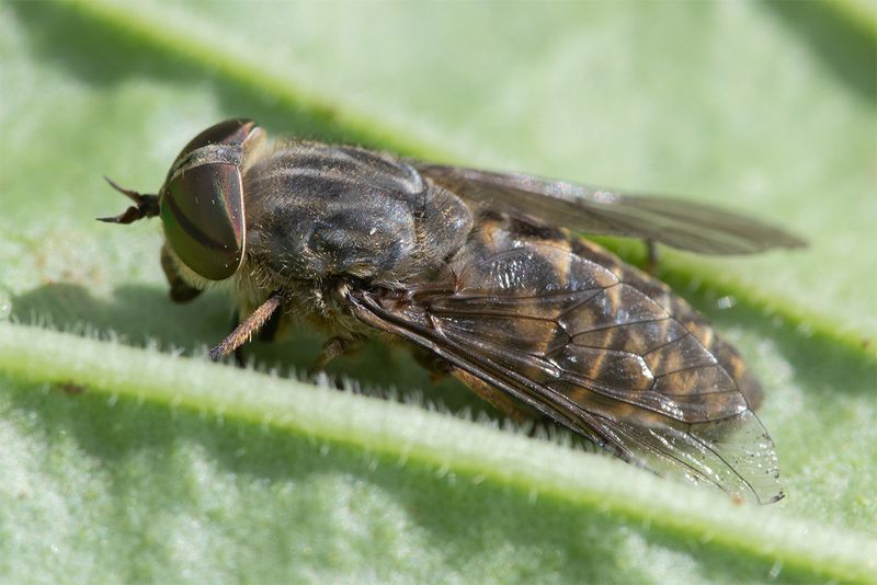 Band-eyed Brown Horsefly - Tabanus bromius 23-07-24.jpg