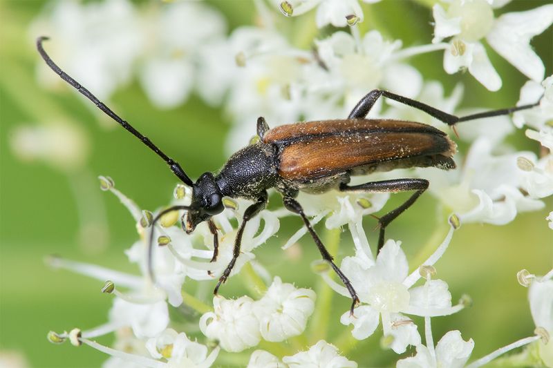 Stenurella melanura 23-07-24.jpg
