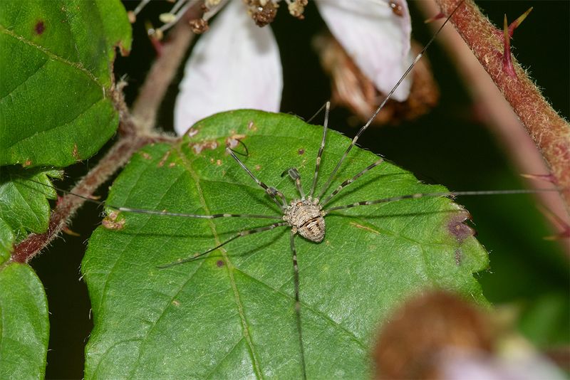 Harvestman - Dicranopalpus sp 23-07-24.jpg