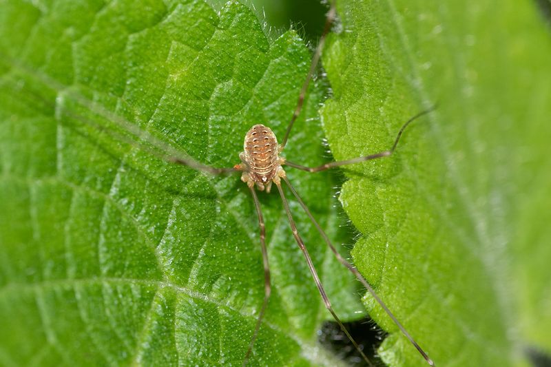 Harvestman - Opilio canestrinii 26-07-24 #1014.jpg