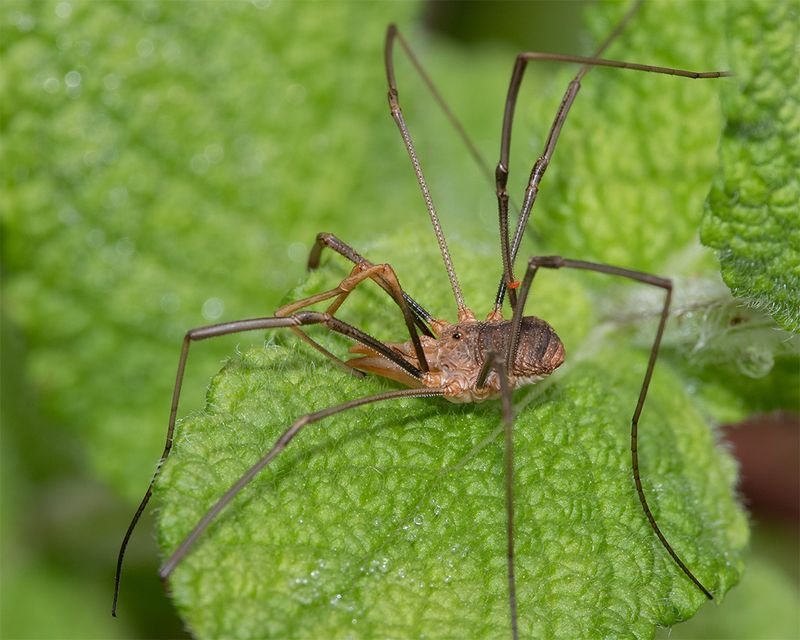 Harvestman - Phalangium opilio m 26-07-24.jpg