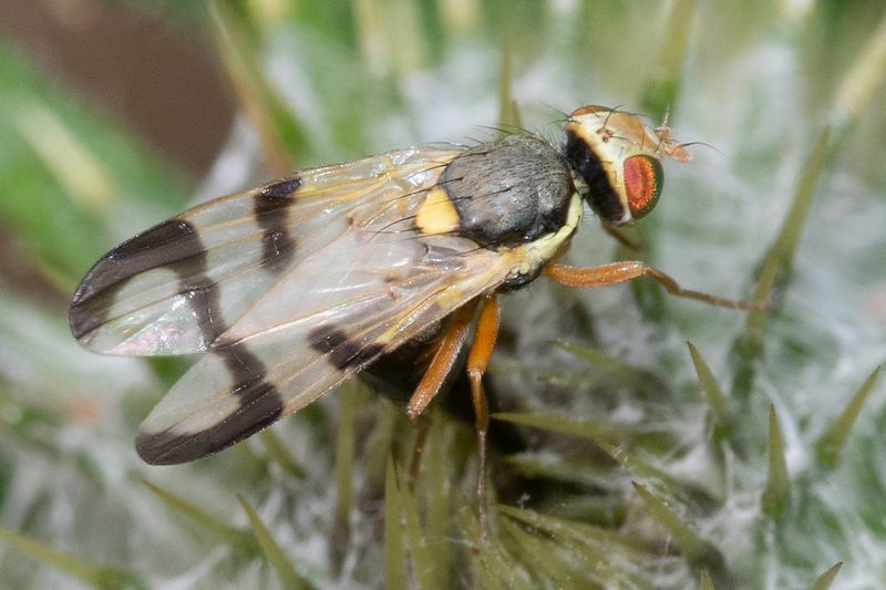 Picture-winged Fly - Urophora stylata 26-07-24.jpg