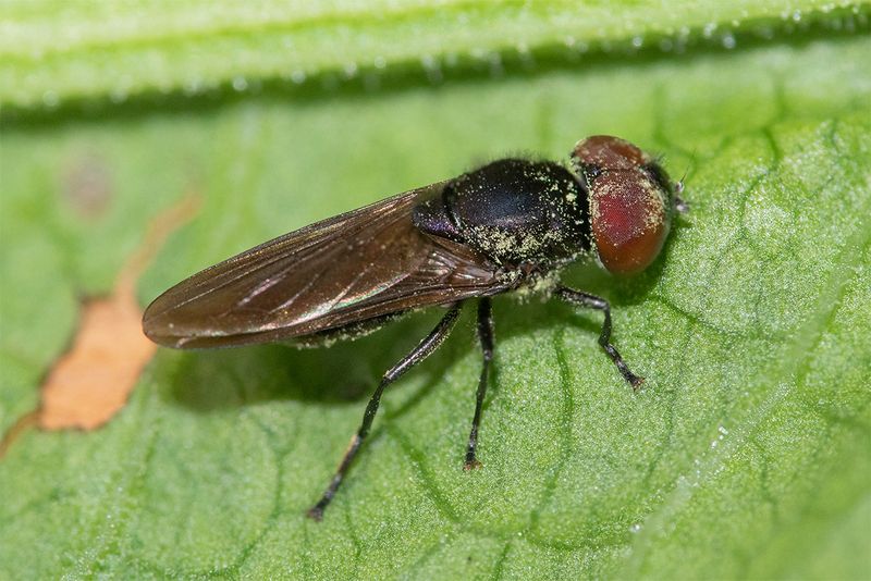 Cheilosia impressa m 26-07-24.jpg