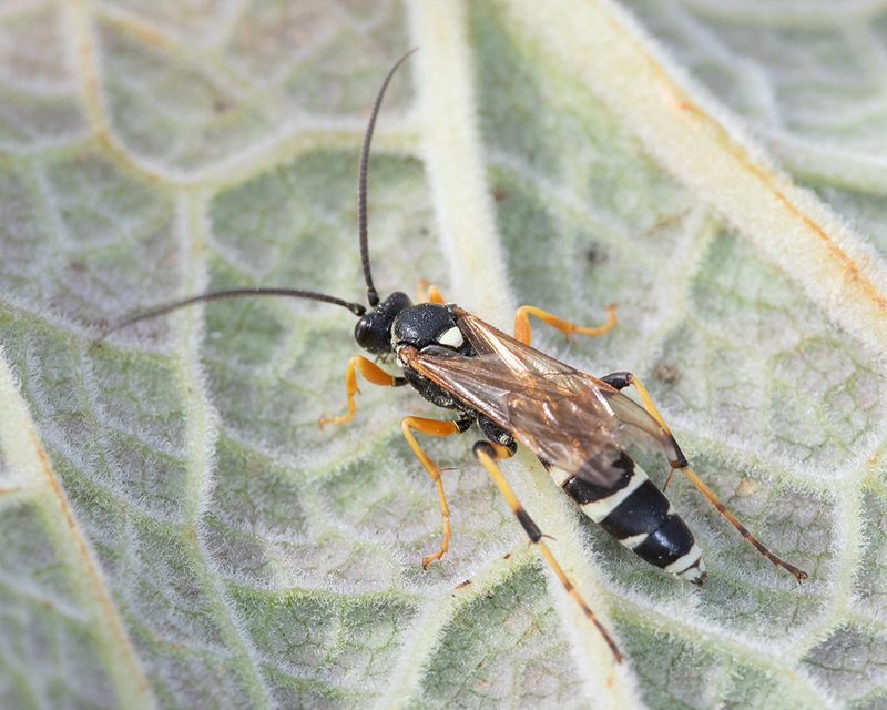 Ichneumon sarcitorius m poss 26-07-24.jpg