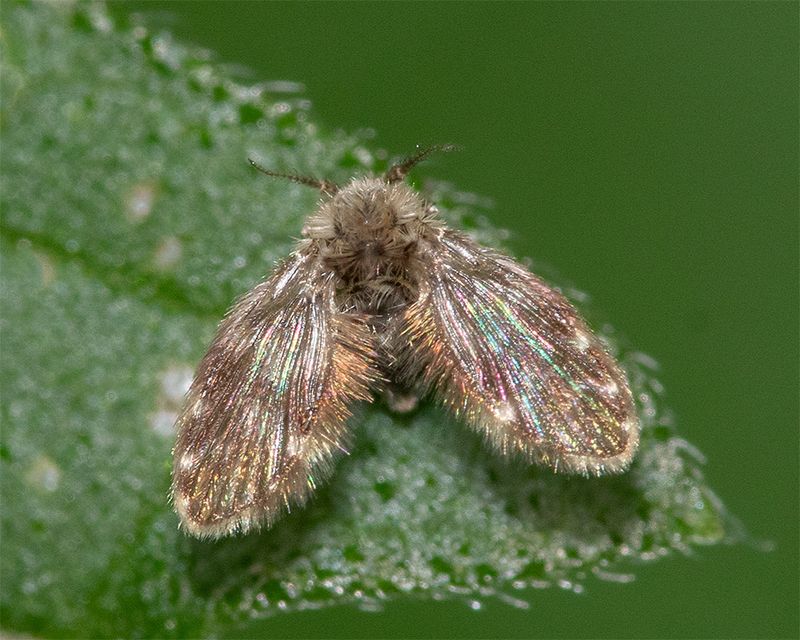 Moth Fly - Pericoma sp 26-07-24.jpg