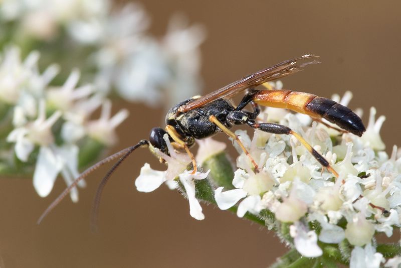 Ichneumon unid 26-07-24.jpg