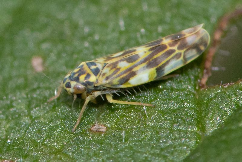 Leafhopper - Eupteryx urticae 26-07-24.jpg