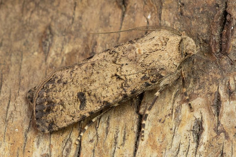Pearly Underwing - Peridroma saucia 27-07-24.jpg