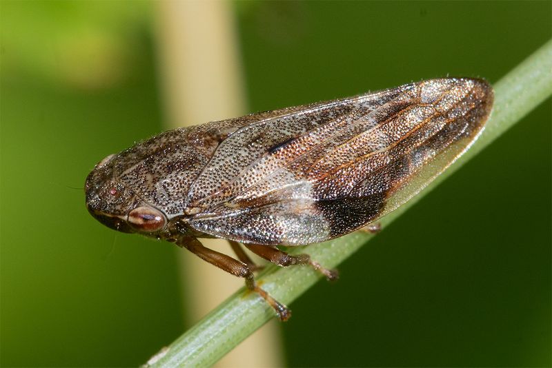 Alder Spittlebug - Aphrophora alni 30-07-24.jpg