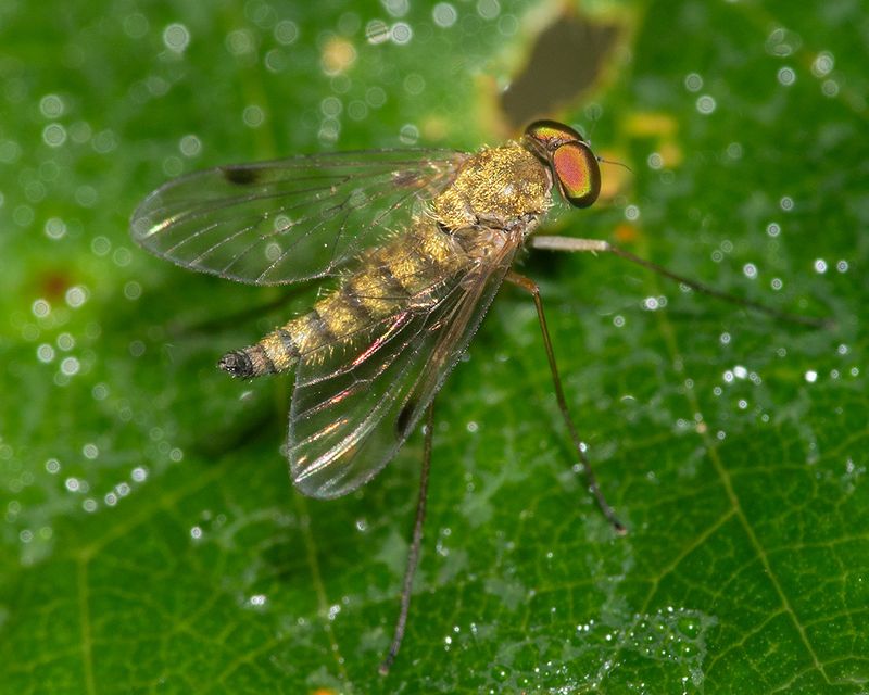 Little Snipefly - Chrysopilus asiliformis m 30-07-24.jpg