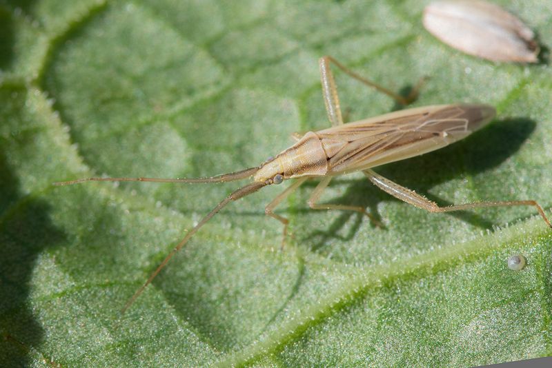 Stenodema laevigata 30-07-24.jpg