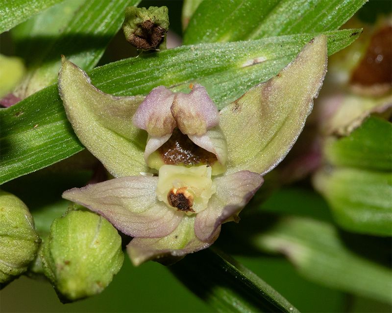 Broad-leaved Helleborine - Epipactis helleborine - Watkins Wood 30-07-24 closer.jpg