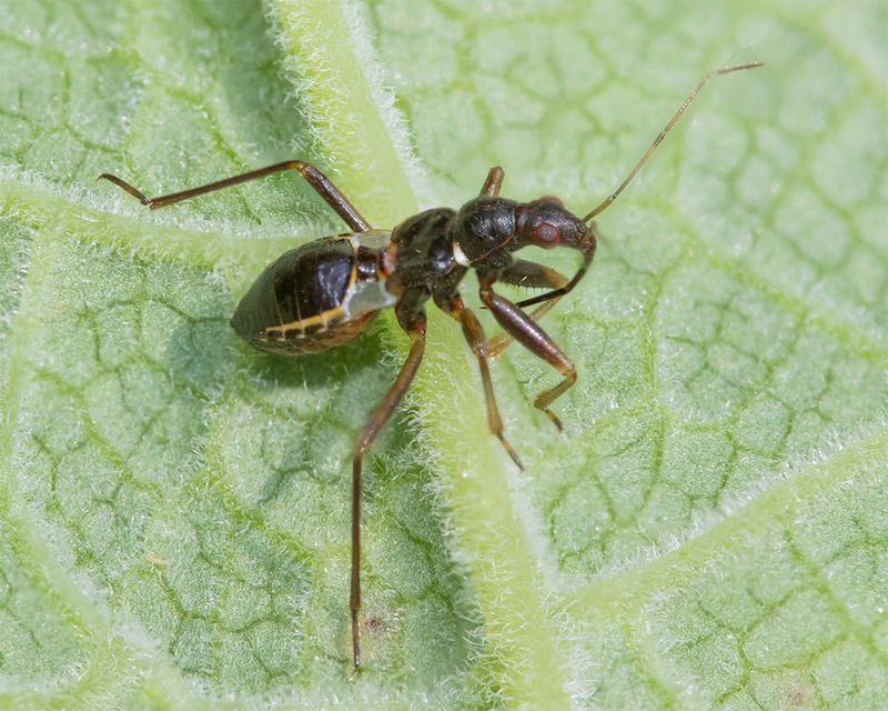 Ant Damsel Bug - Himacerus sp poss 31-07-24.jpg