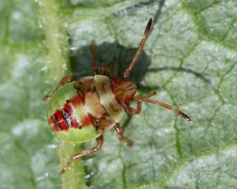 Birch Shieldbug nymph poss 31-07-24.jpg
