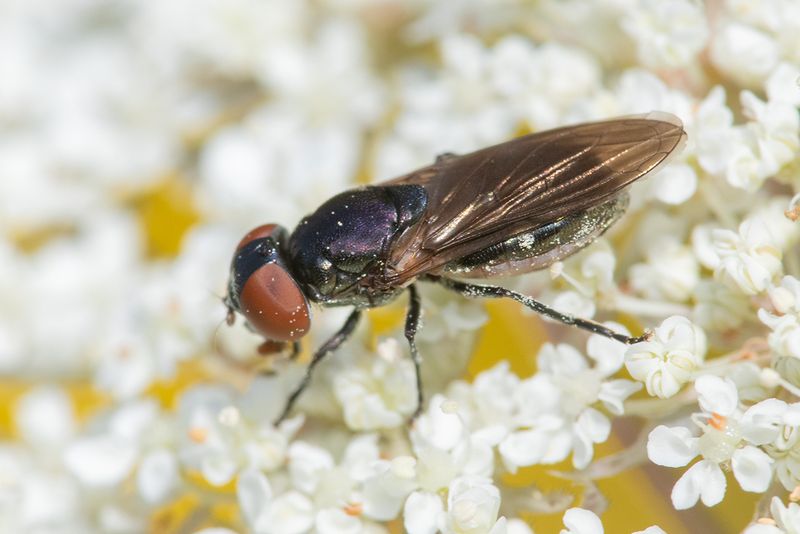 Chrysogaster solstitialis f 31-07-24.jpg