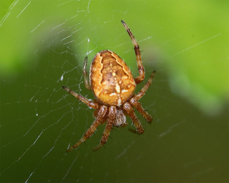 Garden Spider - Araneus diadematus 31-07-24.jpg