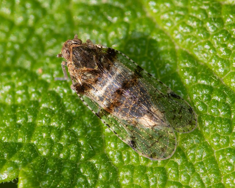 Lacehopper - Cixius nervosus 31-07-24.jpg