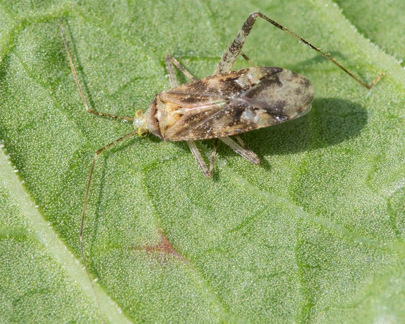Phytocoris longipennis 01-08-24.jpg