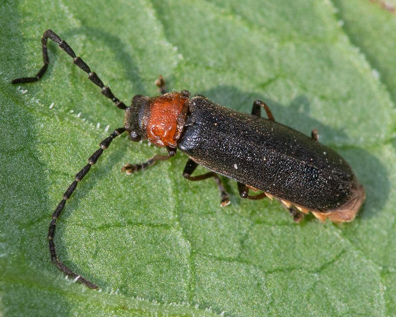 Silis ruficollis m 01-08-24.jpg