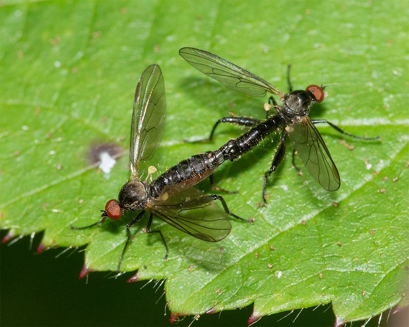 unid poss Hybos culciformis pair 31-07-24.jpg