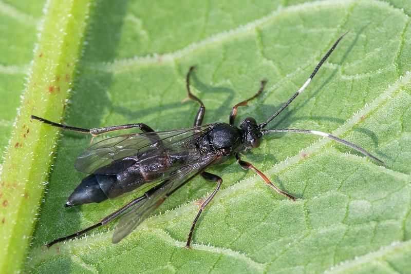 Ichneumon Wasp - unidentified 01-08-24.jpg