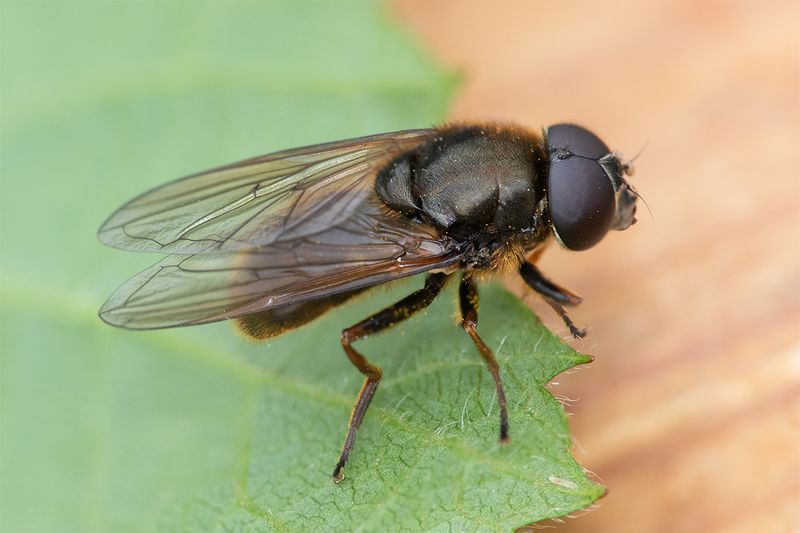 Cheilosia fraterna m 04-08-24.jpg