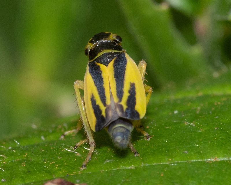Evacanthus interruptus 04-08-24.jpg