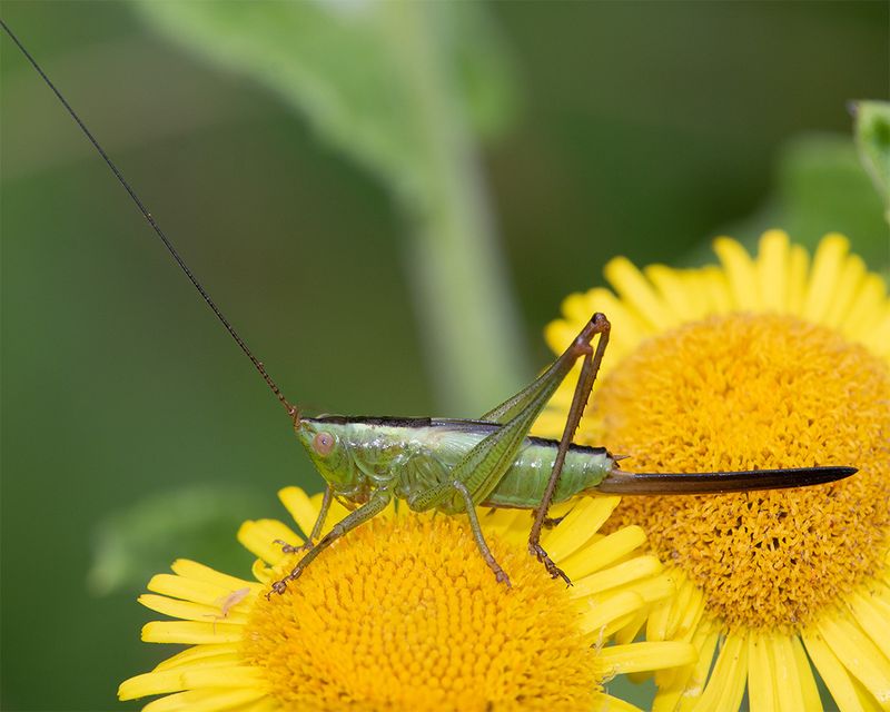 Long-winged Conehead - Conocephalus fuscus m nymph 04-08-24.jpg