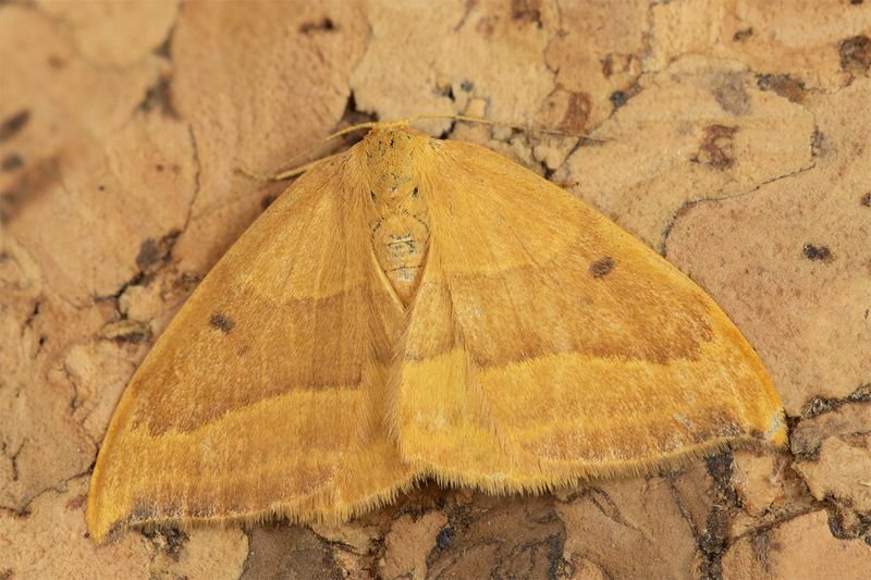 Barred Hook-tip Moth - Watsonalla cultaria 04-08-24.jpg