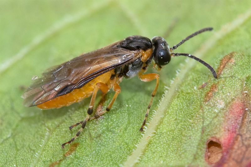 Sawfly - Athalia cordata 04-08-24 #2.jpg