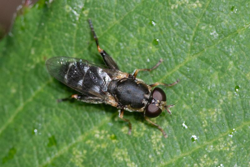 Syritta pipiens f 04-08-24.jpg