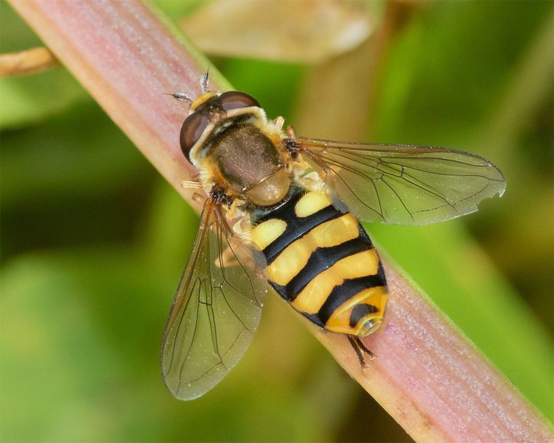 Eupeodes latifasciatus f 06-08-24.jpg
