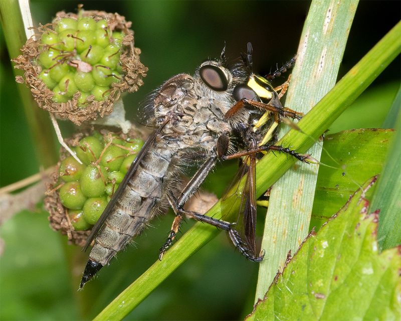 Kite-tailed Robberfly - Machimus atricapillus f 06-08-24.jpg