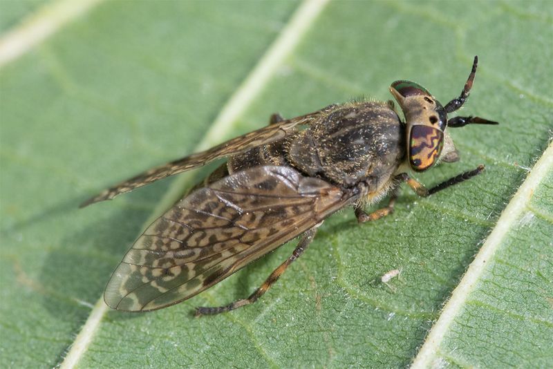 Notch-horned Cleg Horsefly - Haematopota pluvialis f 06-08-24.jpg