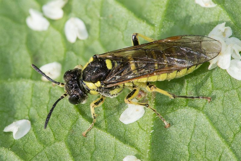 Sawfly - Tenthredo arcuata agg 06-08-24.jpg