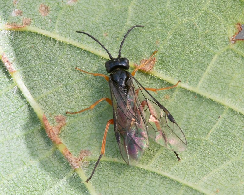 Sawfly - Tenthredo atra agg 06-08-24.jpg