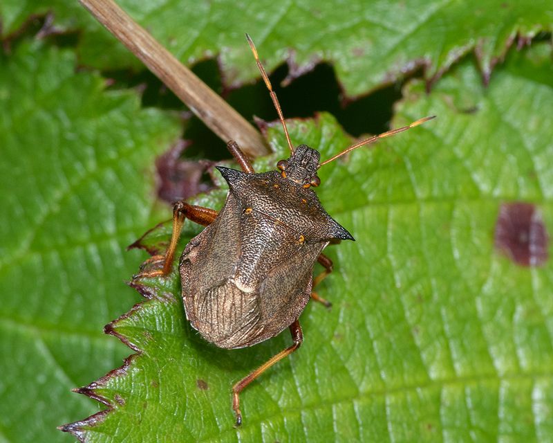 Spiked Shieldbug - Picromerus bidens 06-08-24.jpg