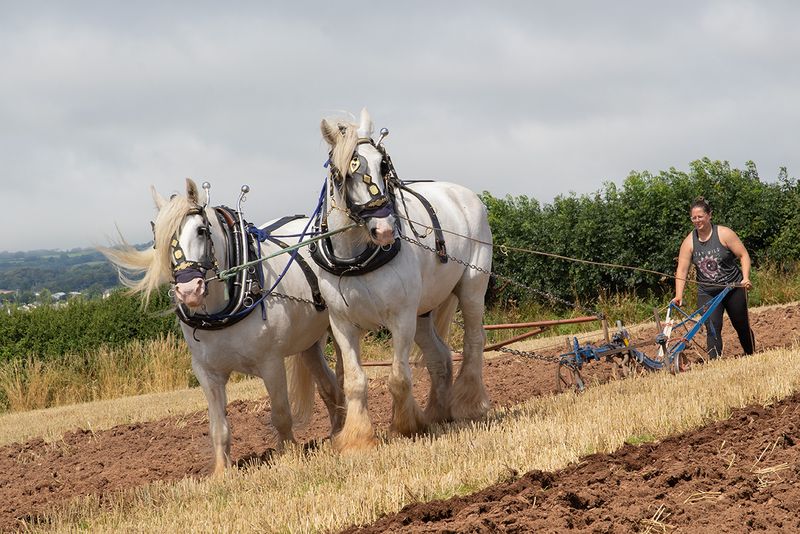 Horses #1.jpg
