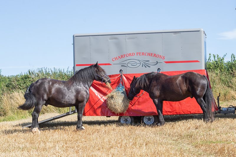 Horses #2.jpg