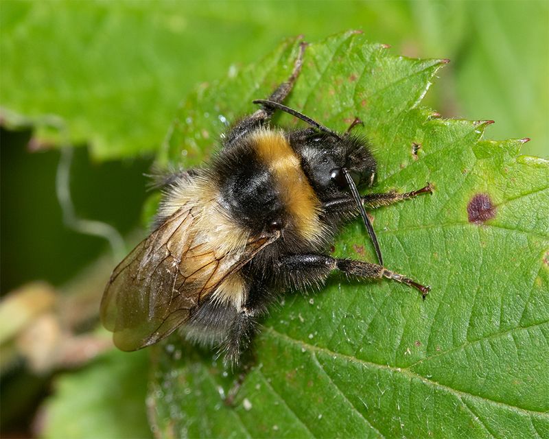 Bumblebee unid poss Bombus hortorum 07-08-24.jpg