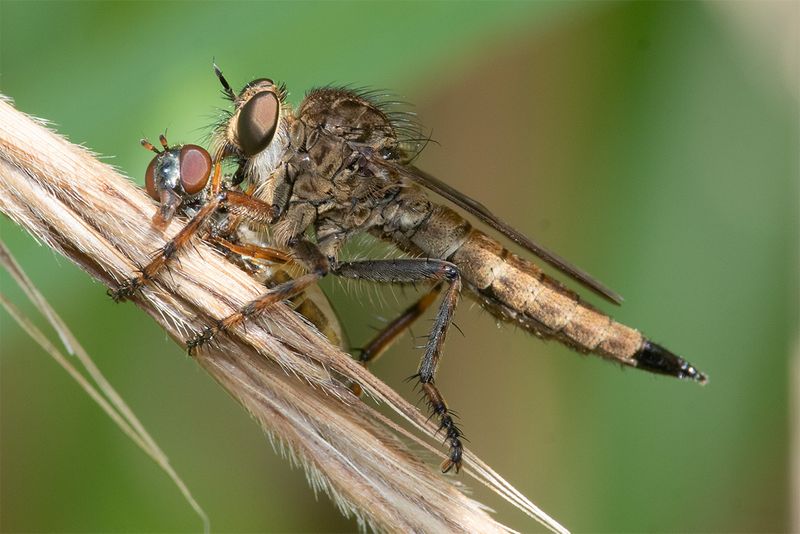Brown Heath Robberfly - Machimus cingulatus f 16-08-24.jpg