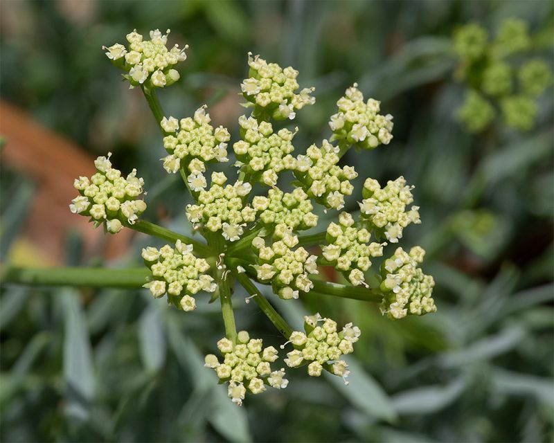 Rock Samphire - Crithmum maritimun Snapes Point 16-08-24.jpg