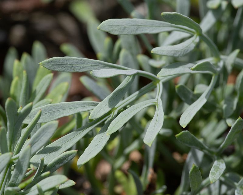 Rock Samphire - Crithmum maritimun leaves - Snapes Point 16-08-24.jpg
