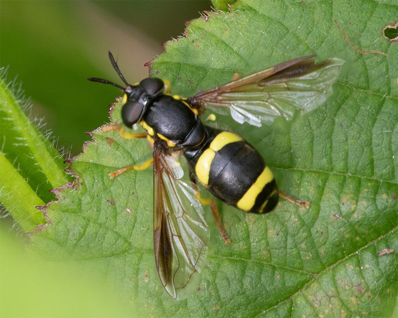 Chrysotoxum bicinctum f 18-08-24.jpg