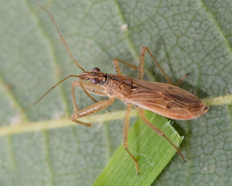 Common Damsel Bug - Nabis rugosus 18-08-24.jpg
