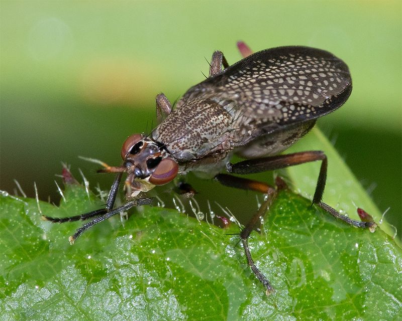 Coremacera marginata 18-08-24.jpg